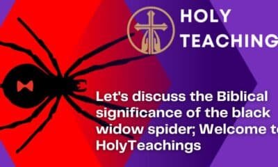 Let's discuss the Biblical significance of the black widow spider; Welcome to HolyTeachings